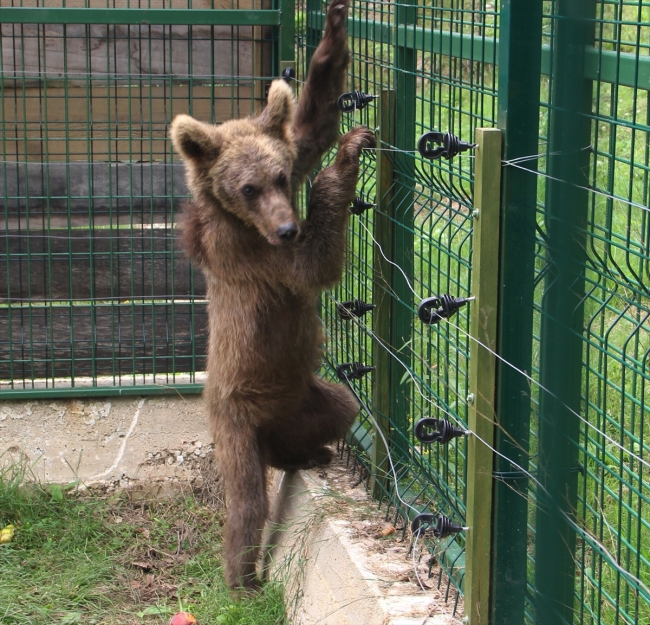 Araç çarpması sonucu yaralanan "Aykız" sağlığına kavuştu