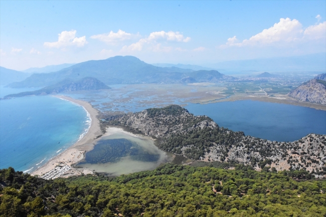 Bu yıl yaklaşık 40 bin caretta caretta yavrusu denize ulaşacak
