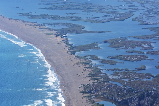 Bu yıl yaklaşık 40 bin caretta caretta yavrusu denize ulaşacak