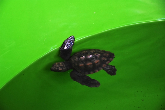 Bu yıl yaklaşık 40 bin caretta caretta yavrusu denize ulaşacak