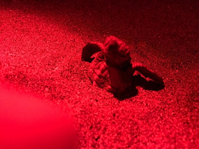 Bu yıl yaklaşık 40 bin caretta caretta yavrusu denize ulaşacak