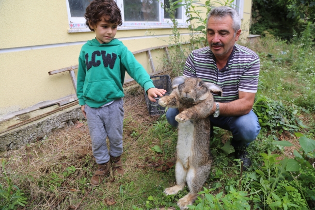 12 kiloluk tavşan ilgi odağı oldu