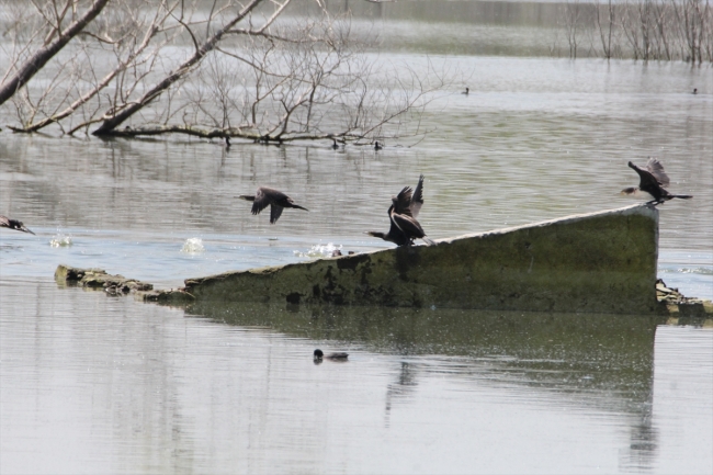 Su tutmaya başlayan baraj kuşlarla şenlendi