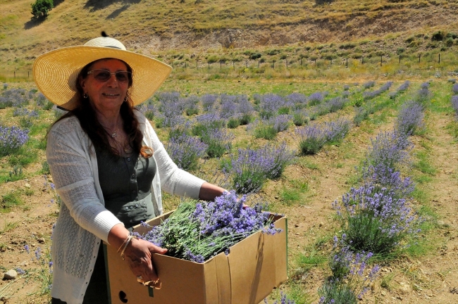 Bingöl dağları lavanta kokacak