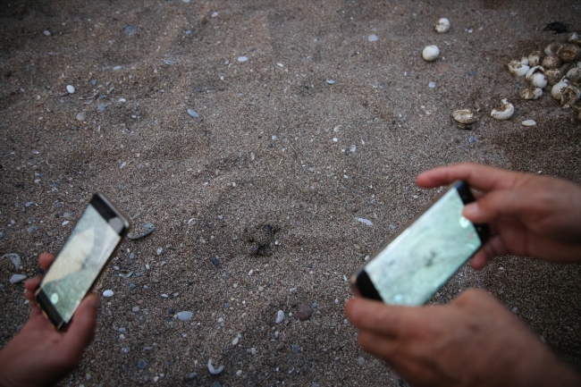 Yavru carettalar denizle buluştu