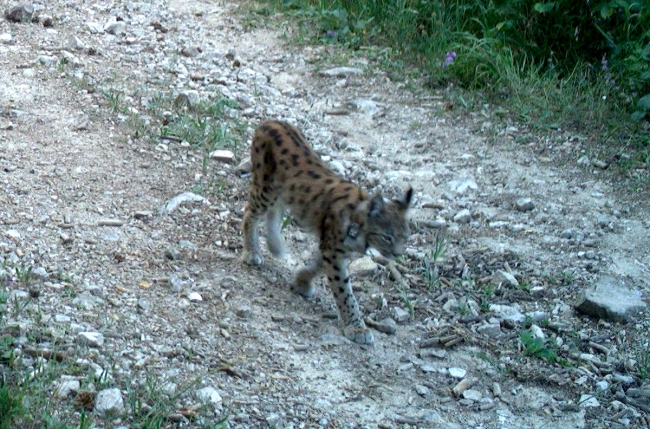 Temel besin kaynakları daralan vaşakların boyutları da küçüldü