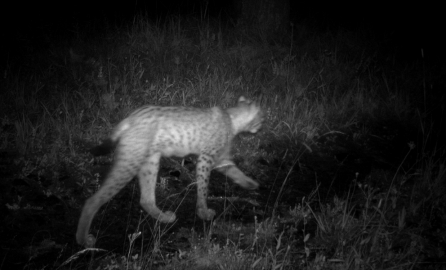 Temel besin kaynakları daralan vaşakların boyutları da küçüldü