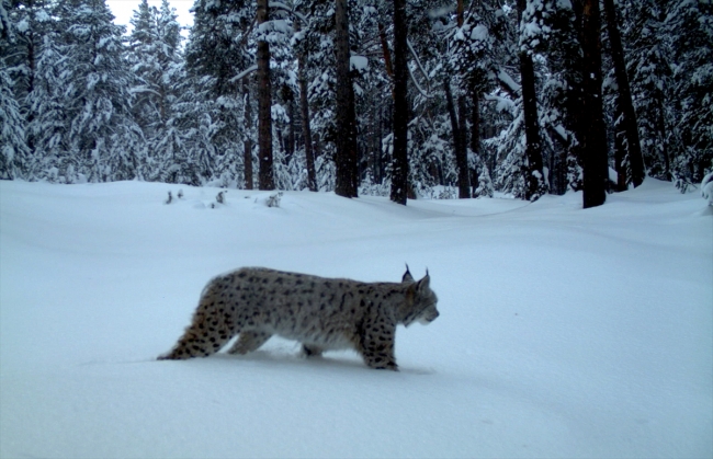 Temel besin kaynakları daralan vaşakların boyutları da küçüldü