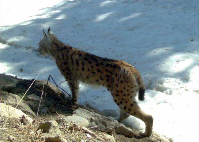 Temel besin kaynakları daralan vaşakların boyutları da küçüldü