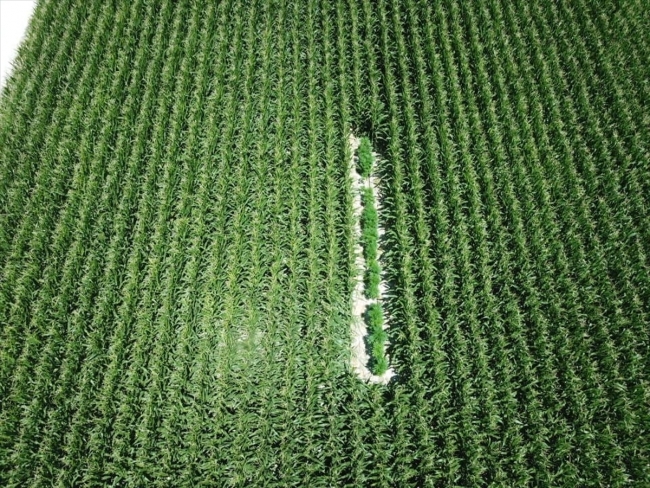 Konya'da 550 kök hint keneviri bitkisi ele geçirildi