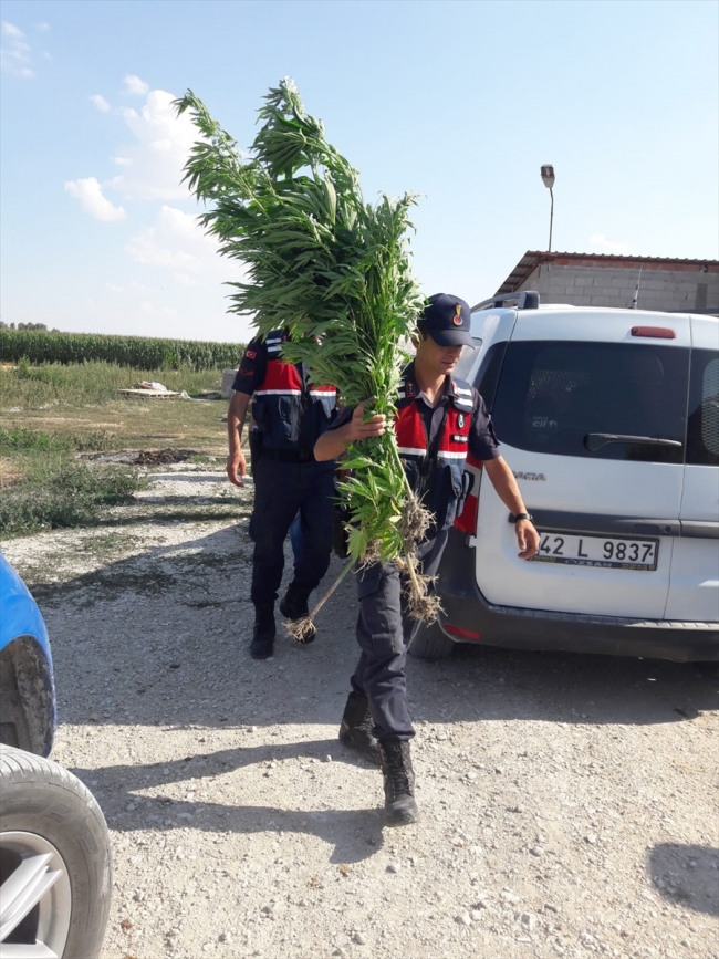 Konya'da 550 kök hint keneviri bitkisi ele geçirildi