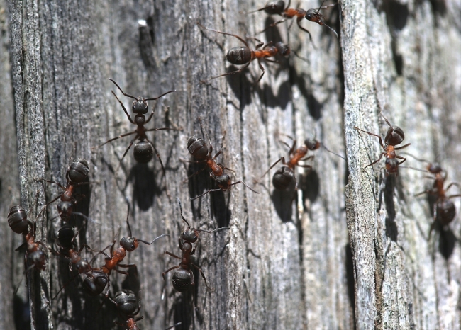 Sağlıklı ağaç yetişmesini sağlayan kırmızı orman karıncaları