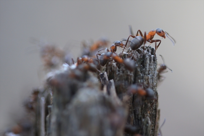 Sağlıklı ağaç yetişmesini sağlayan kırmızı orman karıncaları