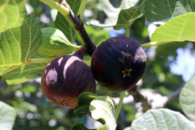 Siyah incirde ihracat başladı