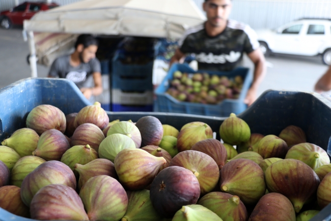 Siyah incirde ihracat başladı