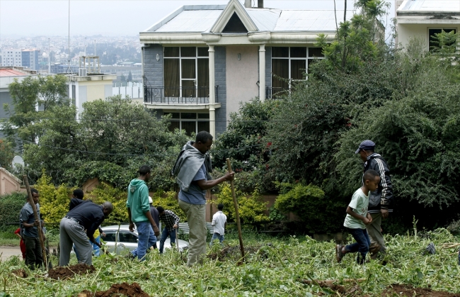 Etiyopya ağaç dikme rekoru için sokaklarda