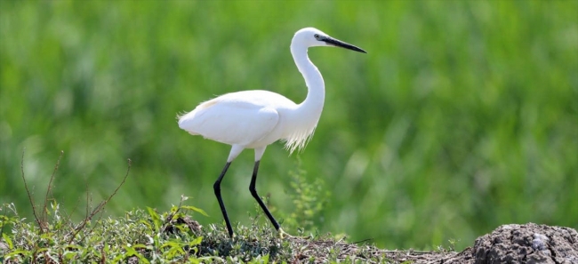 Edirne'de yaban hayatı fotokapana yansıdı
