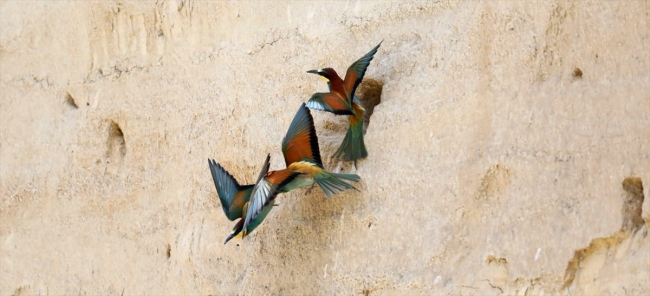 Edirne'de yaban hayatı fotokapana yansıdı