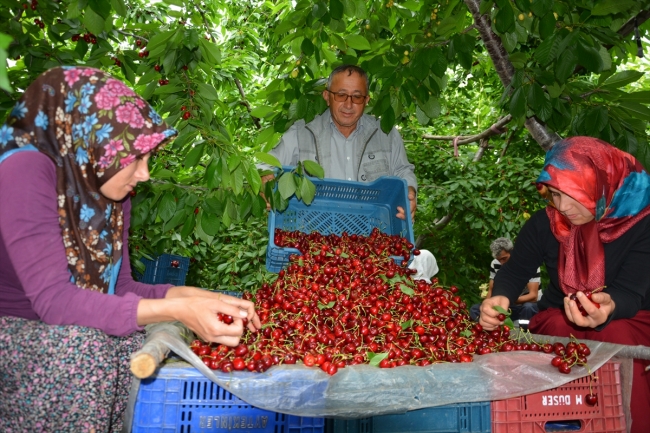 Toroslar'dan Rusya'ya kiraz ihracatı