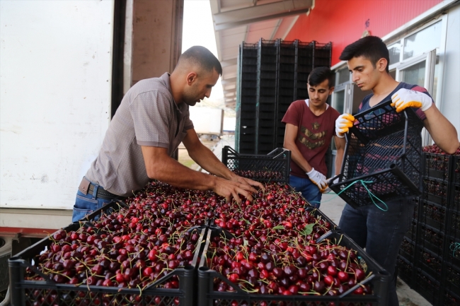 Toroslar'dan Rusya'ya kiraz ihracatı