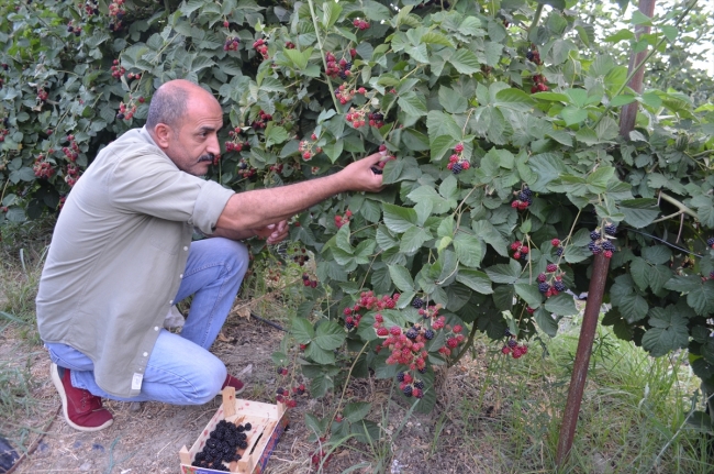 Kaderi çilekle değişen ilçe, böğürtlenle de yurt dışına açılıyor