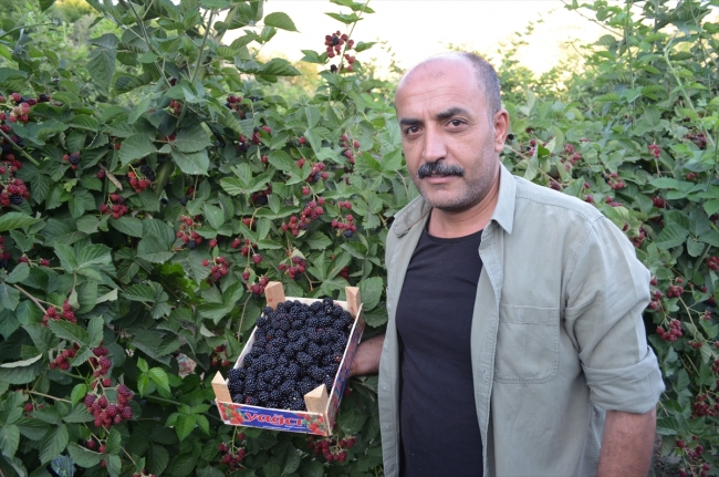 Kaderi çilekle değişen ilçe, böğürtlenle de yurt dışına açılıyor