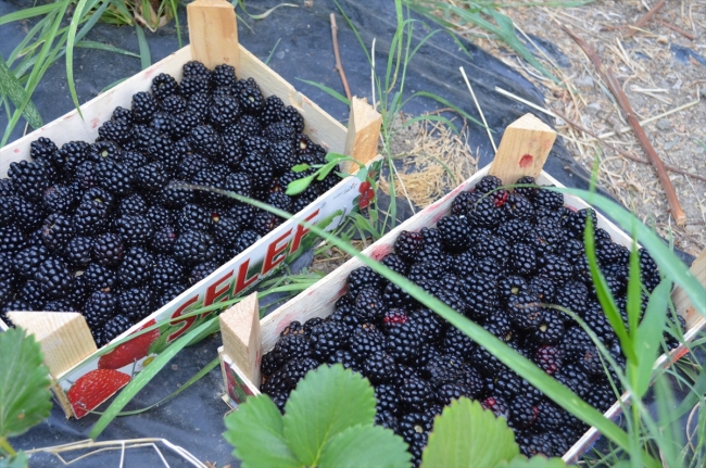 Kaderi çilekle değişen ilçe, böğürtlenle de yurt dışına açılıyor