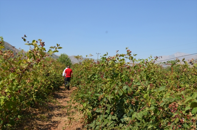 Kaderi çilekle değişen ilçe, böğürtlenle de yurt dışına açılıyor