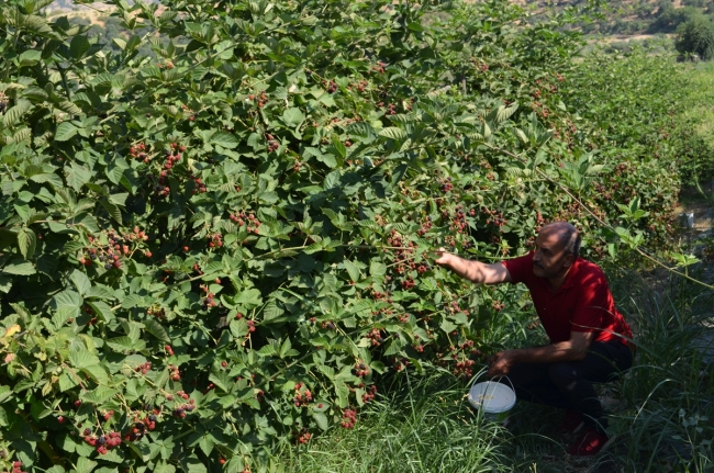 Kaderi çilekle değişen ilçe, böğürtlenle de yurt dışına açılıyor