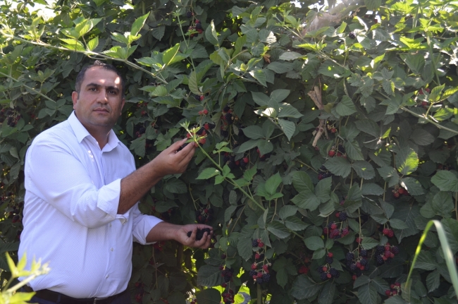 Kaderi çilekle değişen ilçe, böğürtlenle de yurt dışına açılıyor