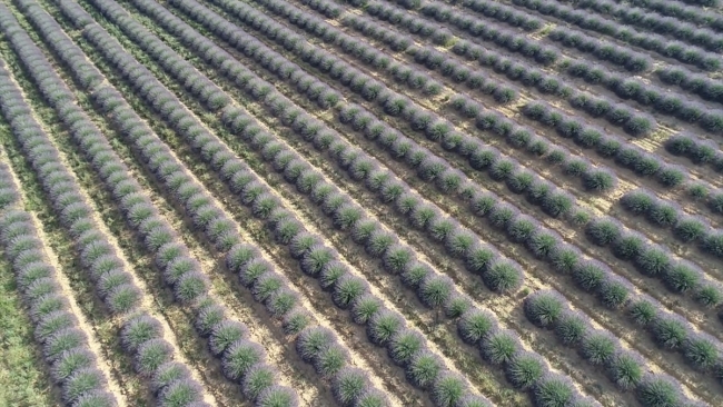 Lavanta diyarı İdris köyü turizme açılacak
