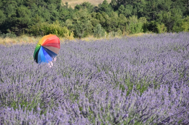 Lavanta diyarı İdris köyü turizme açılacak