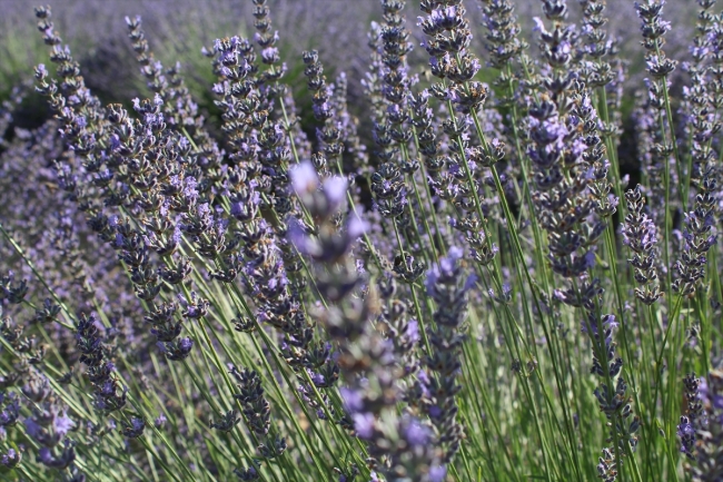 Lavanta diyarı İdris köyü turizme açılacak