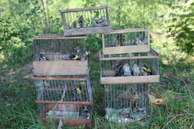 Saka kuşu avlayan kişiye 26 bin lira ceza