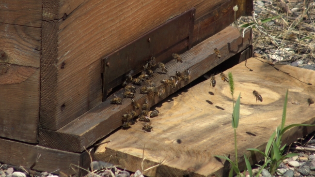 Kars'ta arılar oğul verdi