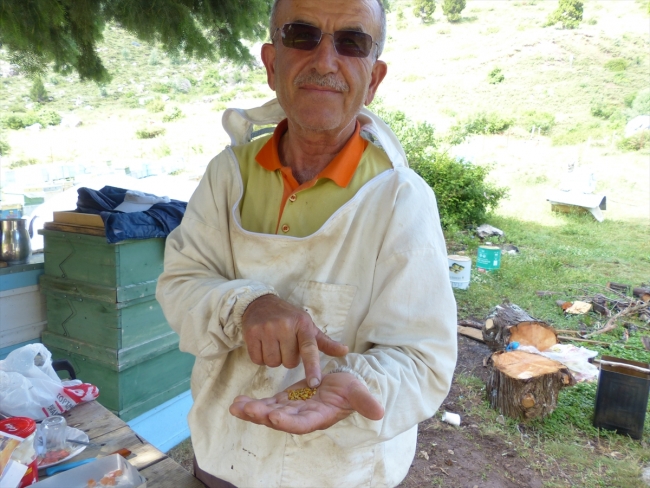 Gidengelmez Dağları'nda organik doğal bal üretiyor