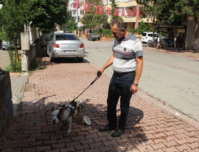 Felç olan sokak köpeği yürüteçle hayata tutundu