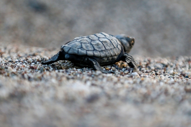 Carettaların korunması için saatlerce nöbet tutuyorlar