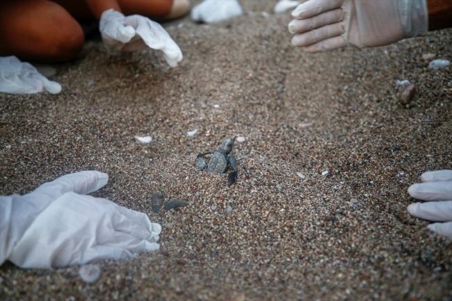 Carettaların korunması için saatlerce nöbet tutuyorlar