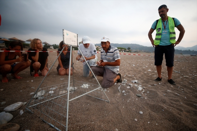 Carettaların korunması için saatlerce nöbet tutuyorlar
