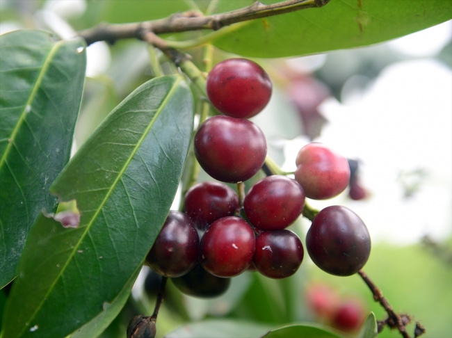 Karayemişin 89 genotipi muhafaza altında