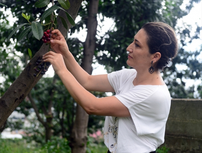 Karayemişin 89 genotipi muhafaza altında