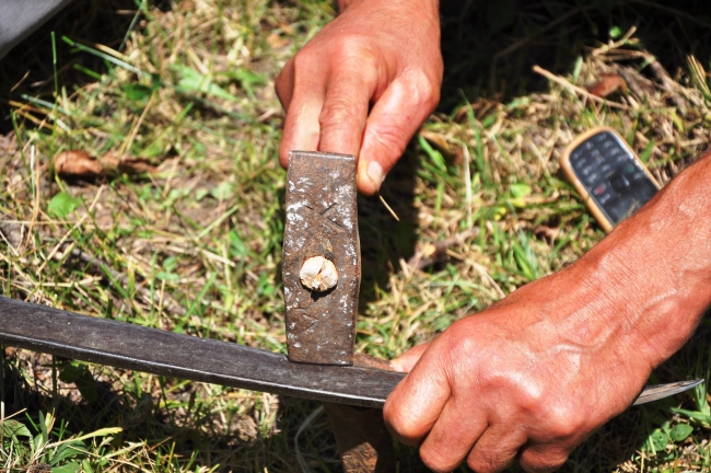 Hitit buğdayında geleneksel yöntemle hasat