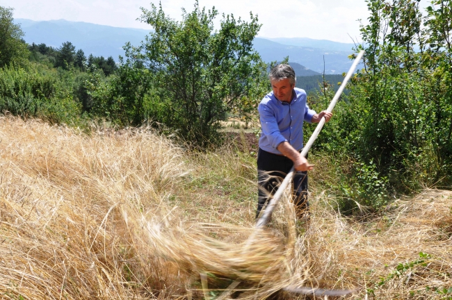 Hitit buğdayında geleneksel yöntemle hasat