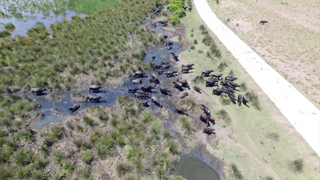 Kızılırmak Deltası'nda manda varlığı artıyor
