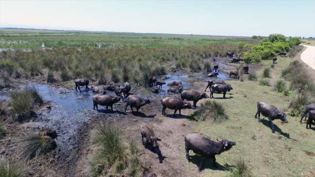 Kızılırmak Deltası'nda manda varlığı artıyor