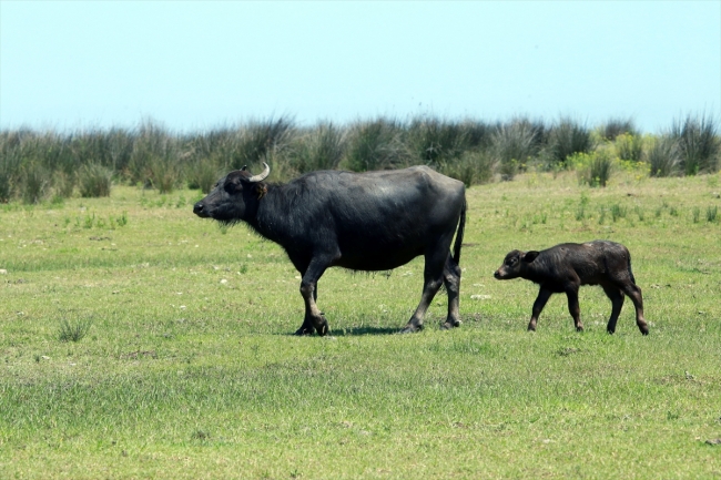 Kızılırmak Deltası'nda manda varlığı artıyor
