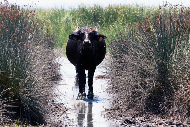Kızılırmak Deltası'nda manda varlığı artıyor