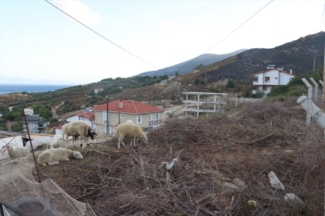 Marmara Adası'ndaki yangın havadan görüntülendi