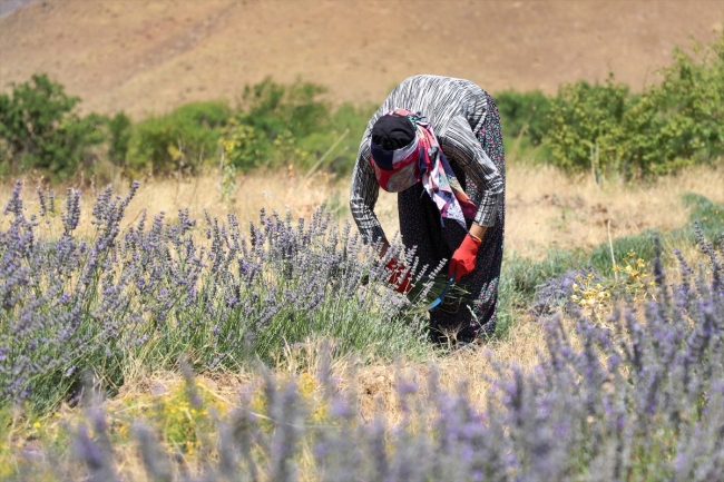 Elazığ bozkırı lavanta tarlasıyla mor renge büründü